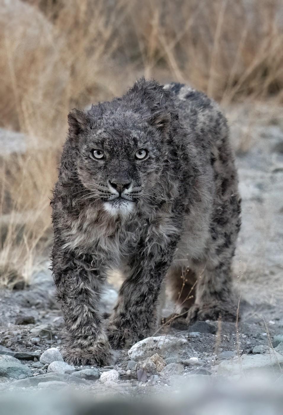 Camuflajul perfect. Fotografiile în care un leopard de zăpadă se odihnește sau sare pe stânci și nimeni nu reușește să-l observe 960328