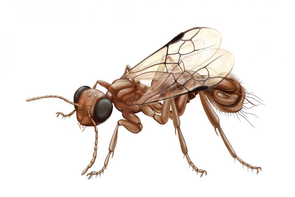 Paleontologii au descoperit o nouă specie de viespe parazit, o „ciudățenie” a perioadei cretacice. Ce i-a bulversat pe cercetători 960727