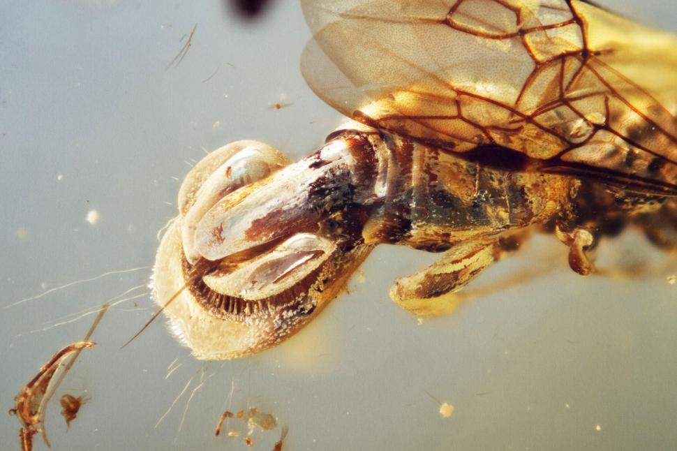 Paleontologii au descoperit o nouă specie de viespe parazit, o „ciudățenie” a perioadei cretacice. Ce i-a bulversat pe cercetători 960728