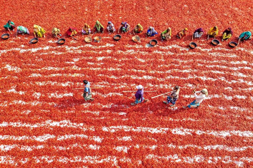 A început sezonul de uscare a ardeilor iuți în Bangladesh. Imagini spectaculoase cu fermierii „scufundați” în marea de chili roșii 960920