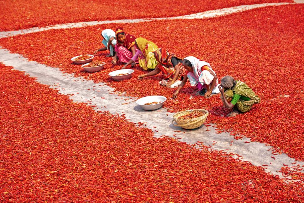A început sezonul de uscare a ardeilor iuți în Bangladesh. Imagini spectaculoase cu fermierii „scufundați” în marea de chili roșii 960922