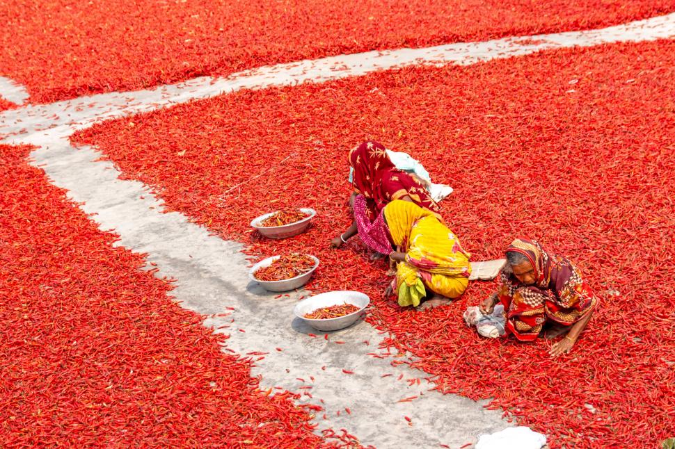 A început sezonul de uscare a ardeilor iuți în Bangladesh. Imagini spectaculoase cu fermierii „scufundați” în marea de chili roșii 960923