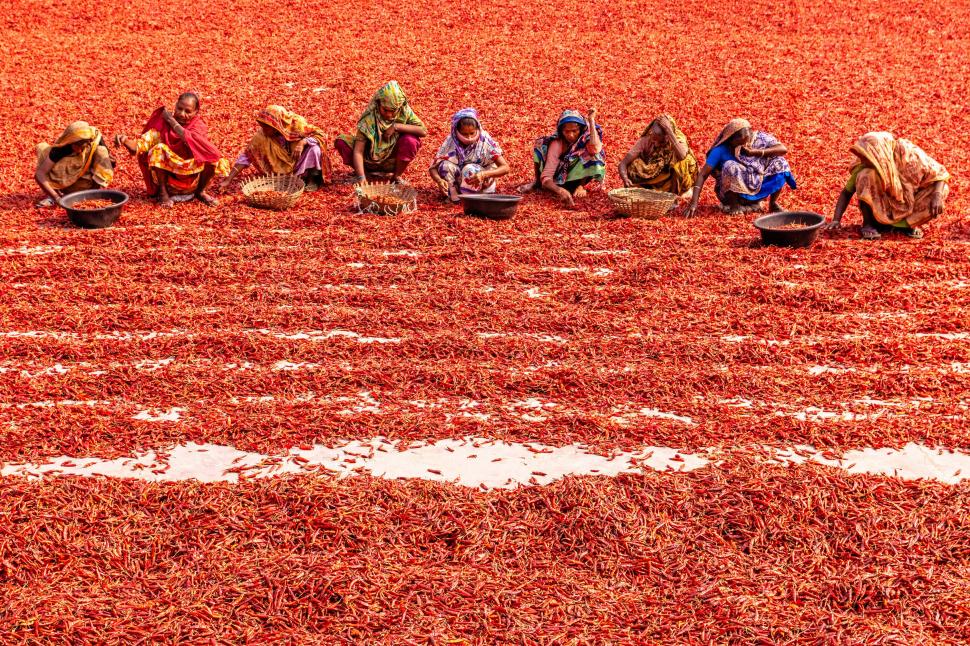 A început sezonul de uscare a ardeilor iuți în Bangladesh. Imagini spectaculoase cu fermierii „scufundați” în marea de chili roșii 960924