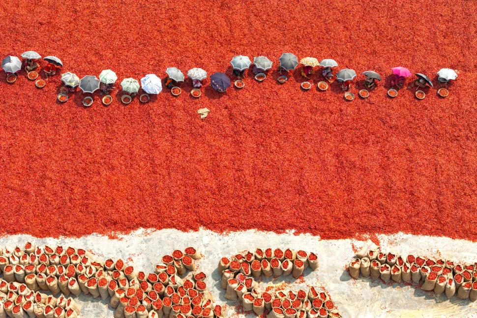 A început sezonul de uscare a ardeilor iuți în Bangladesh. Imagini spectaculoase cu fermierii „scufundați” în marea de chili roșii 960925