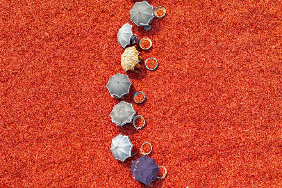 A început sezonul de uscare a ardeilor iuți în Bangladesh. Imagini spectaculoase cu fermierii „scufundați” în marea de chili roșii 960926