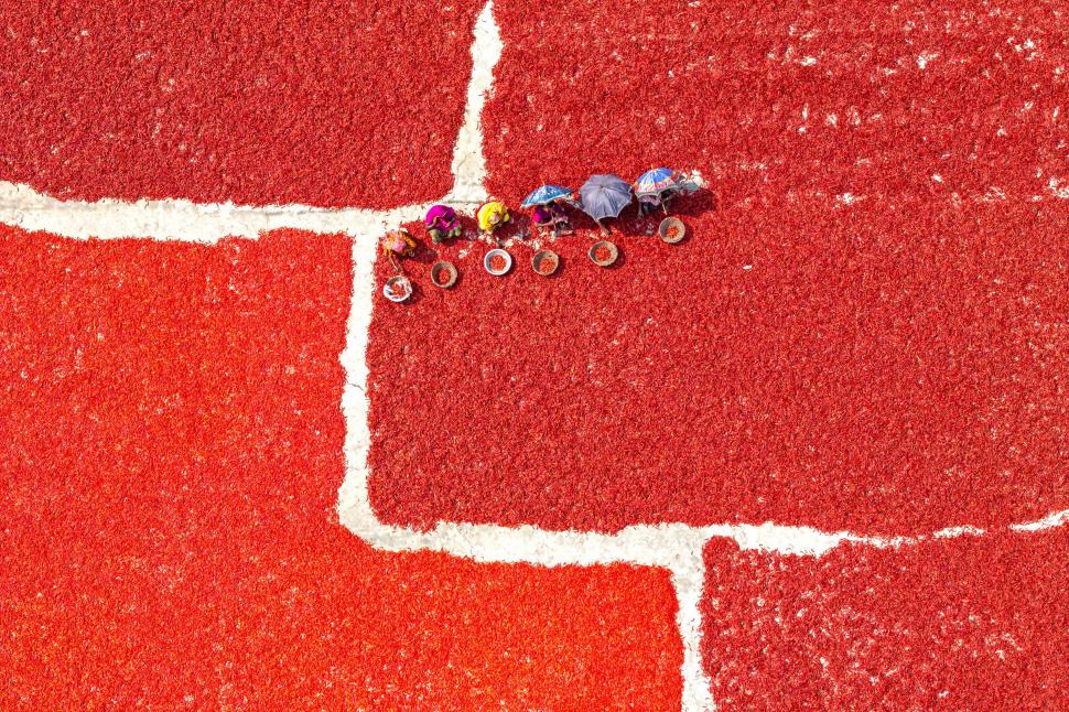 A început sezonul de uscare a ardeilor iuți în Bangladesh. Imagini spectaculoase cu fermierii „scufundați” în marea de chili roșii 960927