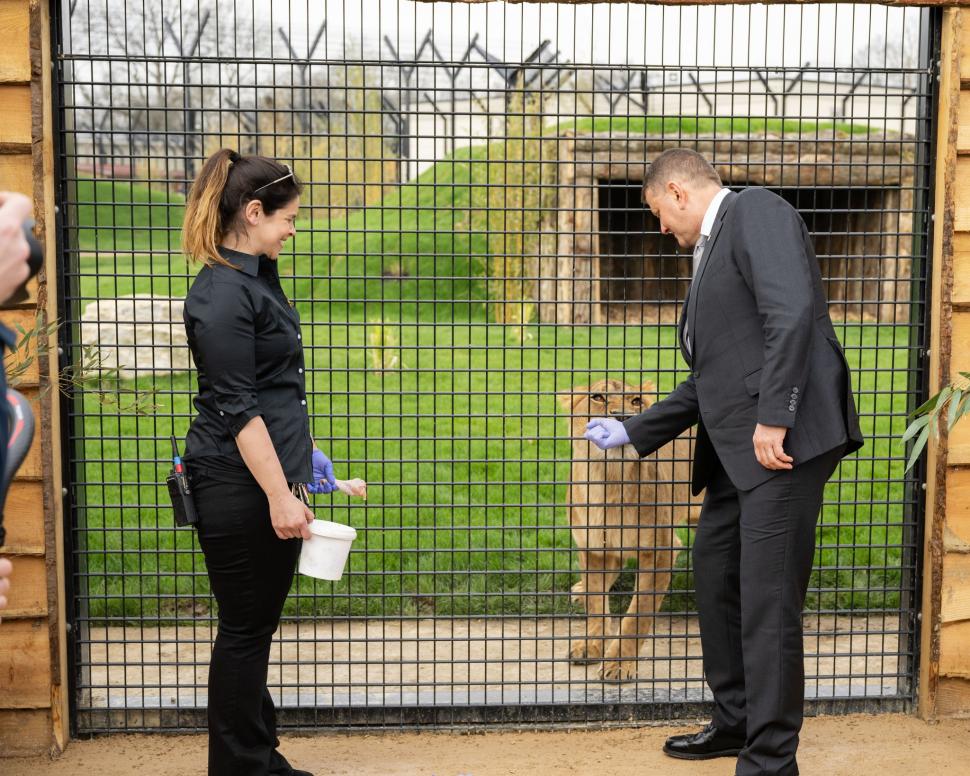 Cinci lei traumatizați de războiul din Ucraina și-au găsit casa lor într-un sanctuar din Marea Britanie: Sufereau de șoc post-traumatic 960690