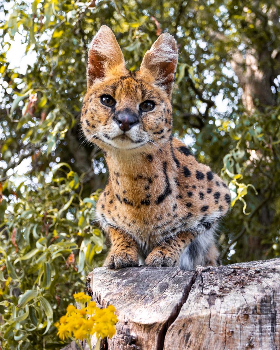 Cinci lei traumatizați de războiul din Ucraina și-au găsit casa lor într-un sanctuar din Marea Britanie: Sufereau de șoc post-traumatic 960691