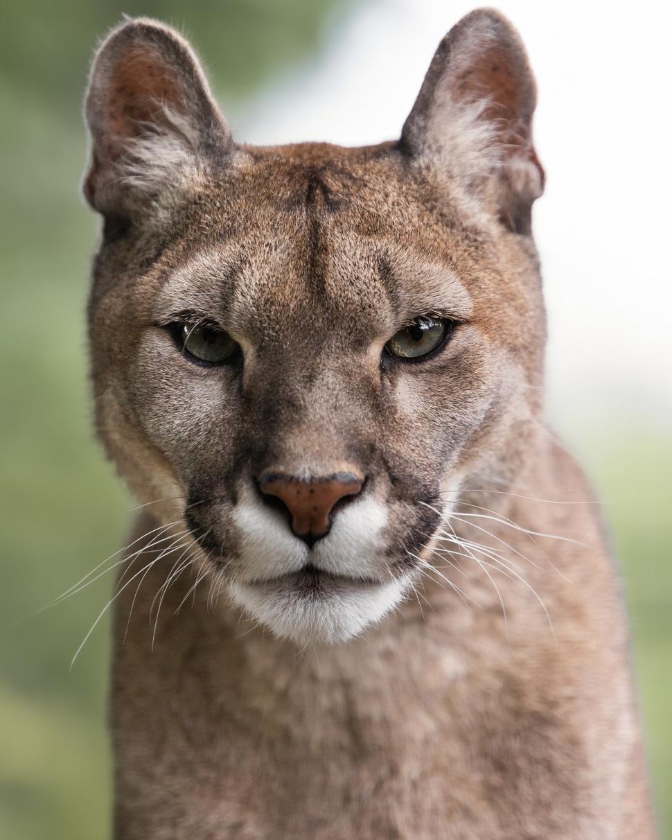 Cinci lei traumatizați de războiul din Ucraina și-au găsit casa lor într-un sanctuar din Marea Britanie: Sufereau de șoc post-traumatic 960692