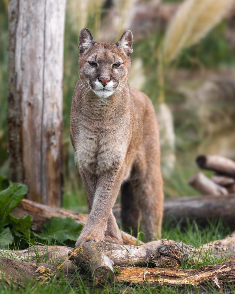 Cinci lei traumatizați de războiul din Ucraina și-au găsit casa lor într-un sanctuar din Marea Britanie: Sufereau de șoc post-traumatic 960693