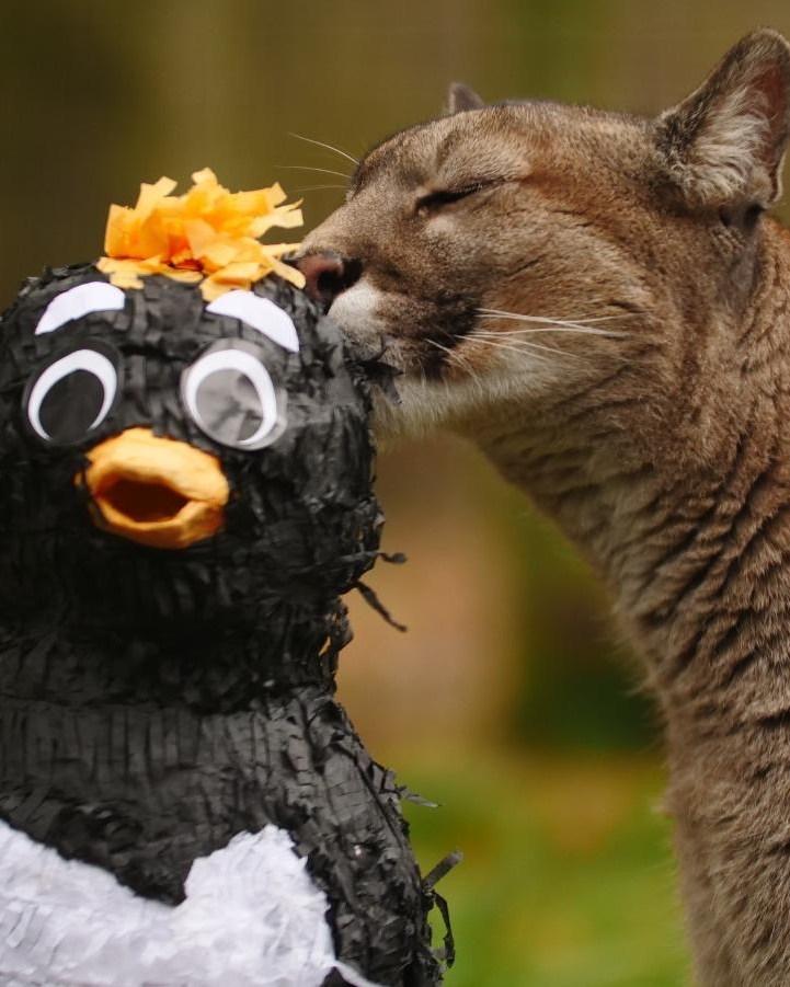 Cinci lei traumatizați de războiul din Ucraina și-au găsit casa lor într-un sanctuar din Marea Britanie: Sufereau de șoc post-traumatic 960694