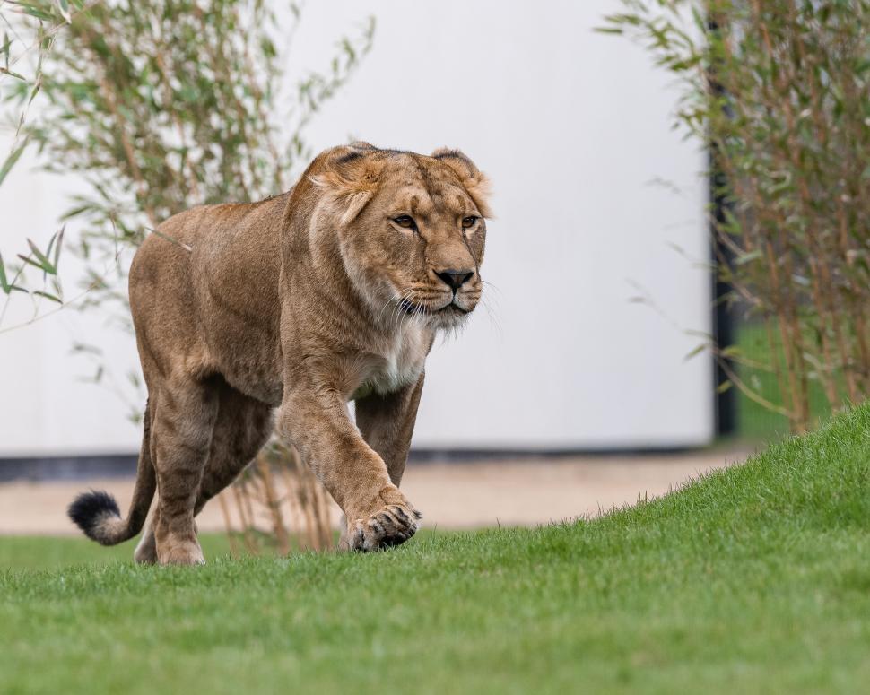 Cinci lei traumatizați de războiul din Ucraina și-au găsit casa lor într-un sanctuar din Marea Britanie: Sufereau de șoc post-traumatic 960696