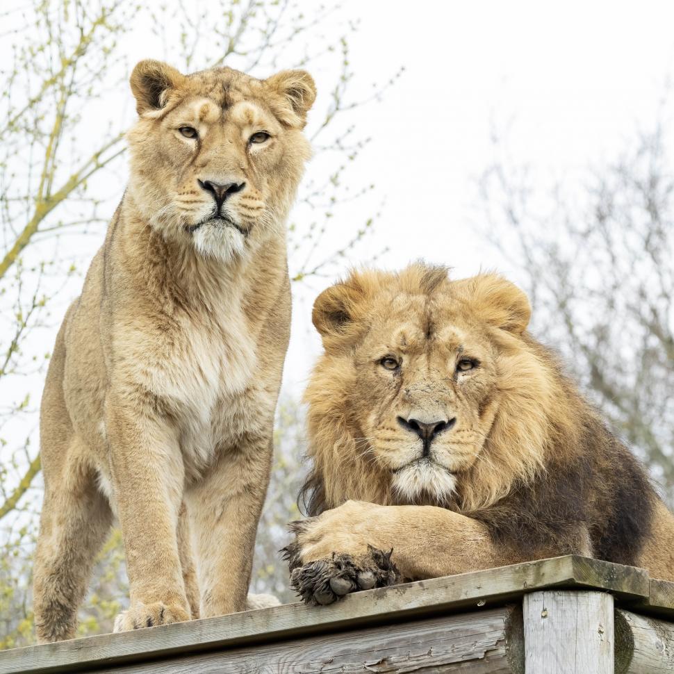 Cinci lei traumatizați de războiul din Ucraina și-au găsit casa lor într-un sanctuar din Marea Britanie: Sufereau de șoc post-traumatic 960697