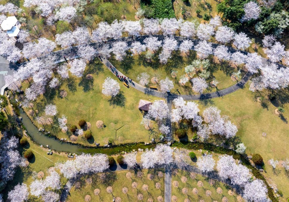 Cireșii înfloriți în China: Imagini uluitoare din dronă arată pomii ca niște nori roz și albi, întinși pe 10.000 de metri pătrați 960935