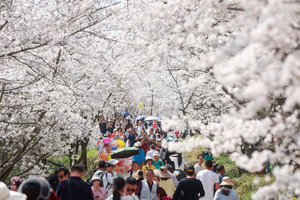 Cireșii înfloriți în China: Imagini uluitoare din dronă arată pomii ca niște nori roz și albi, întinși pe 10.000 de metri pătrați 960937