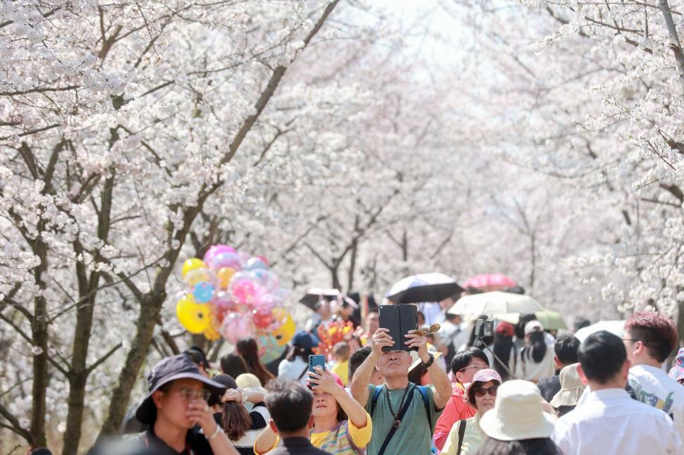 Cireșii înfloriți în China: Imagini uluitoare din dronă arată pomii ca niște nori roz și albi, întinși pe 10.000 de metri pătrați 960939