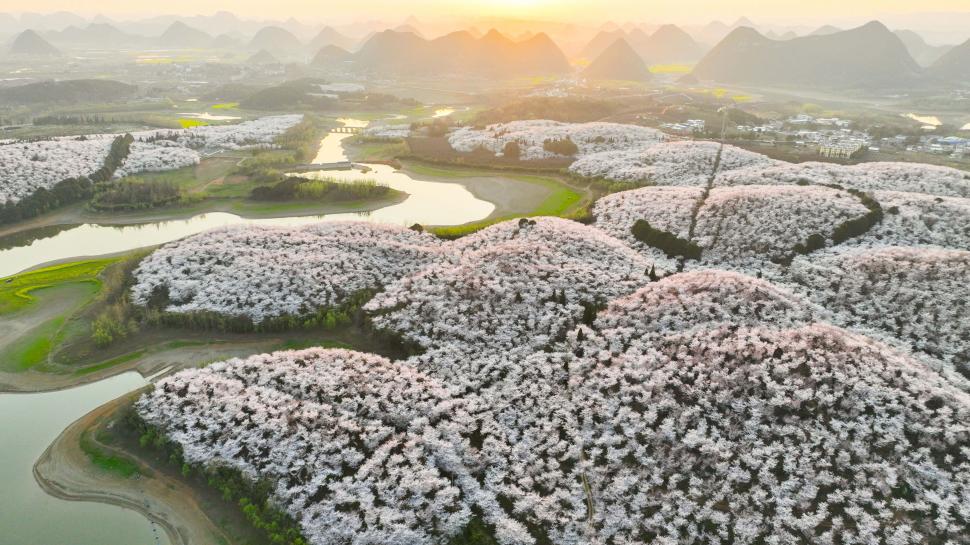 Cireșii înfloriți în China: Imagini uluitoare din dronă arată pomii ca niște nori roz și albi, întinși pe 10.000 de metri pătrați 960942