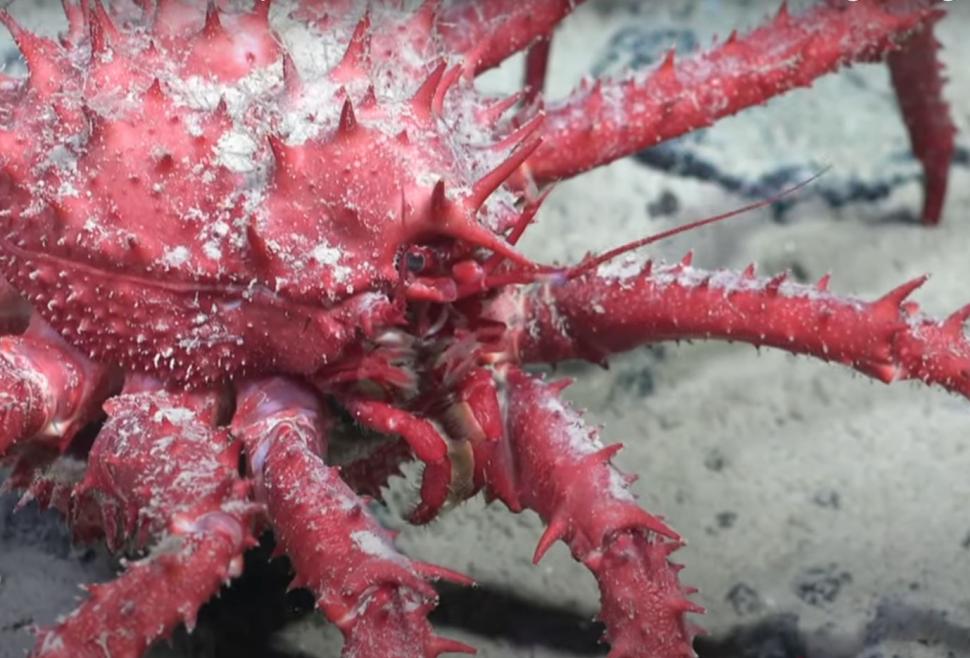 Momente unice pentru ştiinţă. Cel puţin 6 specii noi s-au găsit într-un "ecosistem înfloritor", sub un iceberg desprins din Antarctica 961224