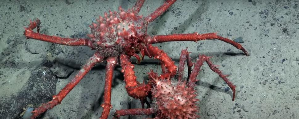 Momente unice pentru ştiinţă. Cel puţin 6 specii noi s-au găsit într-un "ecosistem înfloritor", sub un iceberg desprins din Antarctica 961229