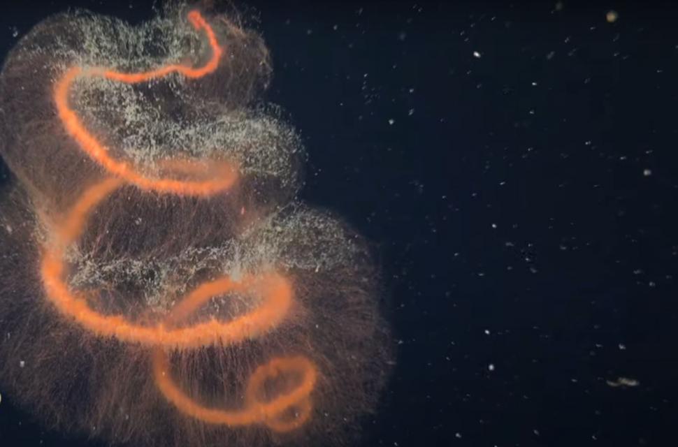 Momente unice pentru ştiinţă. Cel puţin 6 specii noi s-au găsit într-un "ecosistem înfloritor", sub un iceberg desprins din Antarctica 961231