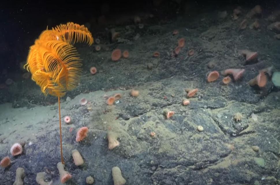 Momente unice pentru ştiinţă. Cel puţin 6 specii noi s-au găsit într-un "ecosistem înfloritor", sub un iceberg desprins din Antarctica 961232