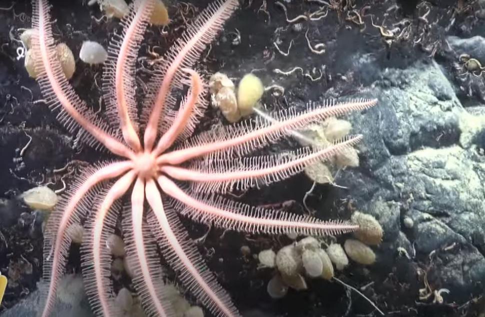 Momente unice pentru ştiinţă. Cel puţin 6 specii noi s-au găsit într-un "ecosistem înfloritor", sub un iceberg desprins din Antarctica 961233