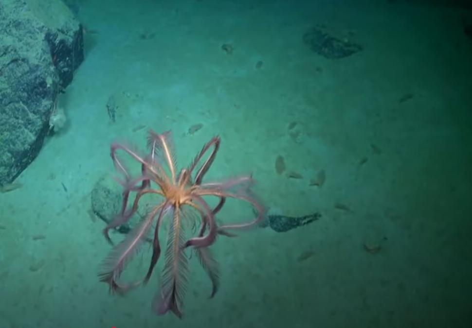 Momente unice pentru ştiinţă. Cel puţin 6 specii noi s-au găsit într-un "ecosistem înfloritor", sub un iceberg desprins din Antarctica 961235