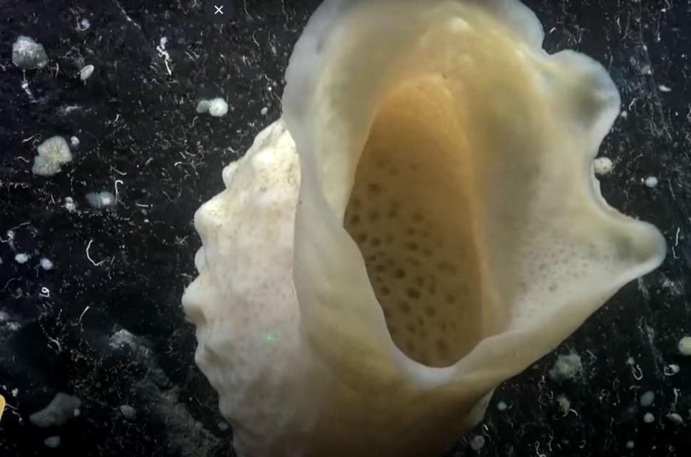 Momente unice pentru ştiinţă. Cel puţin 6 specii noi s-au găsit într-un "ecosistem înfloritor", sub un iceberg desprins din Antarctica 961237