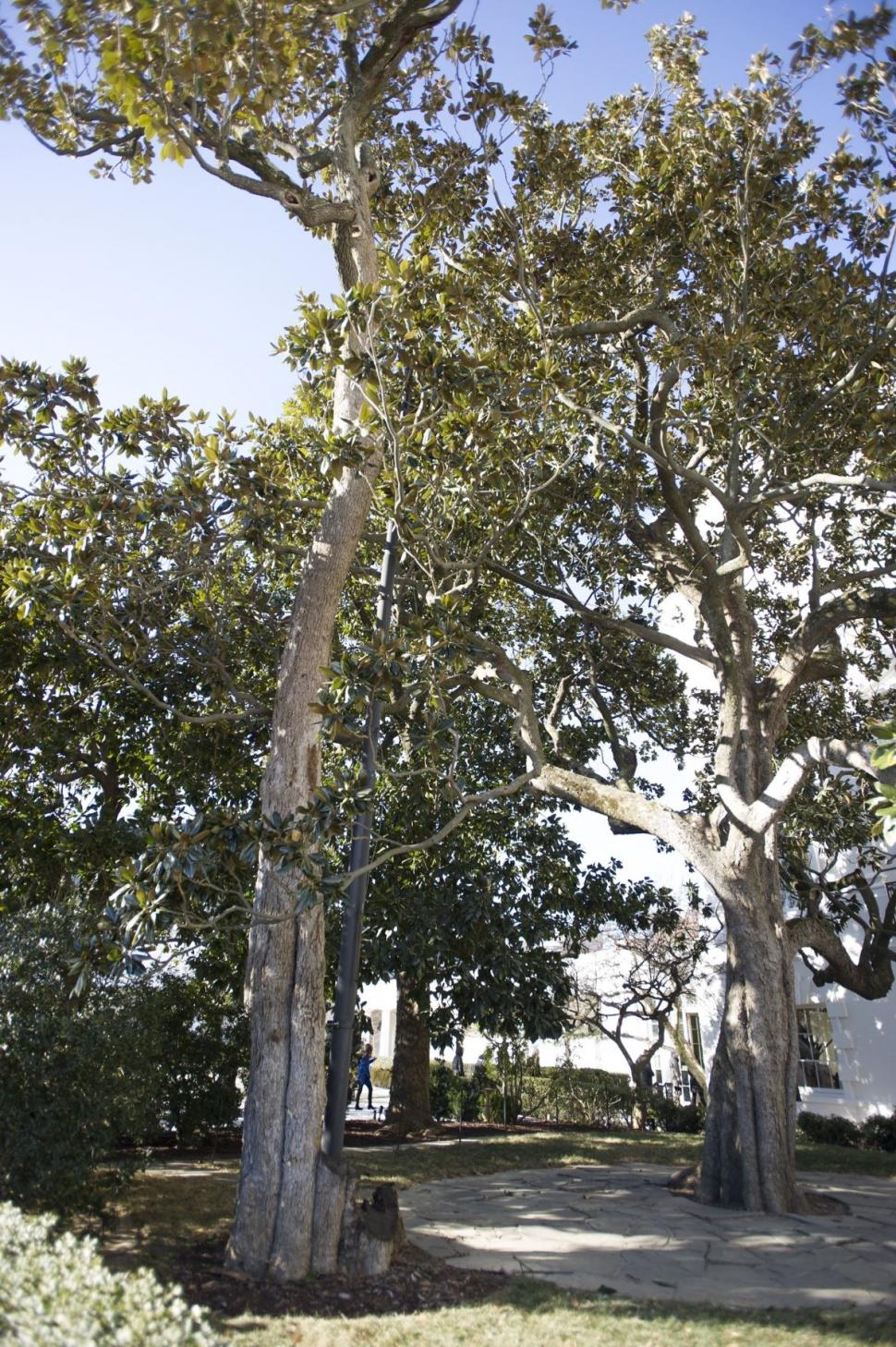 Trump anunță că va fi tăiat cel mai bătrân copac de la Casa Albă, plantat de predecesorul său, Andrew Jackson: "Toate au un sfârșit" 961368