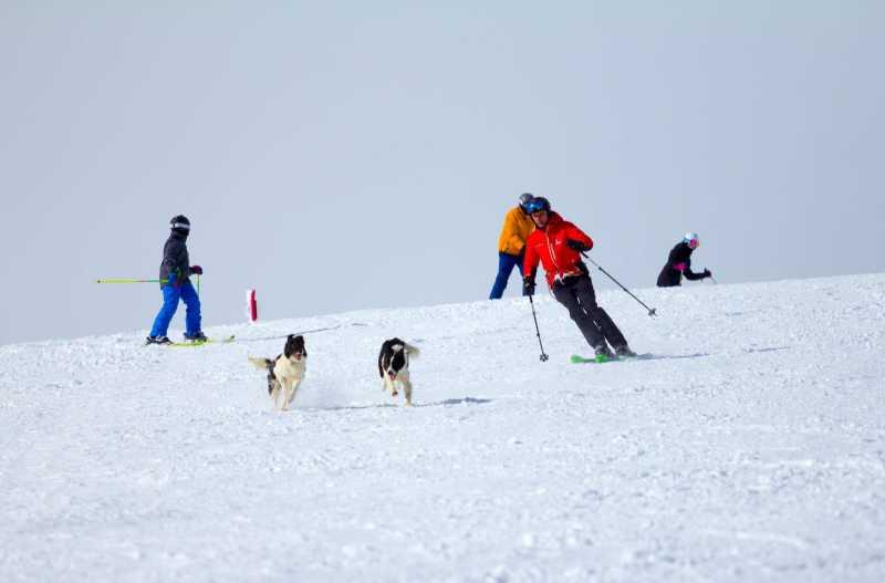 Cei 27 de salvatori blănoși ai României sunt dresați prin cel mai modern sistem din lume. Sunt atât de buni că îi cere și Poliția 961940
