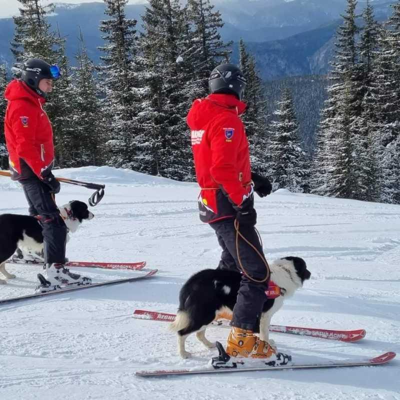 Cei 27 de salvatori blănoși ai României sunt dresați prin cel mai modern sistem din lume. Sunt atât de buni că îi cere și Poliția 961942