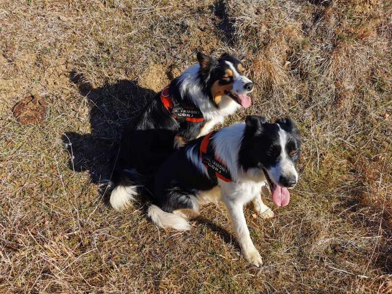 Cei 27 de salvatori blănoși ai României sunt dresați prin cel mai modern sistem din lume. Sunt atât de buni că îi cere și Poliția 961945