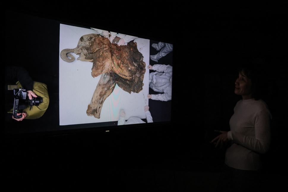 Necropsia celui mai bine conservat exemplar de mamut din lume. Ce au aflat cercetătorii despre Yana, care a trăit acum 130.000 de ani 962843