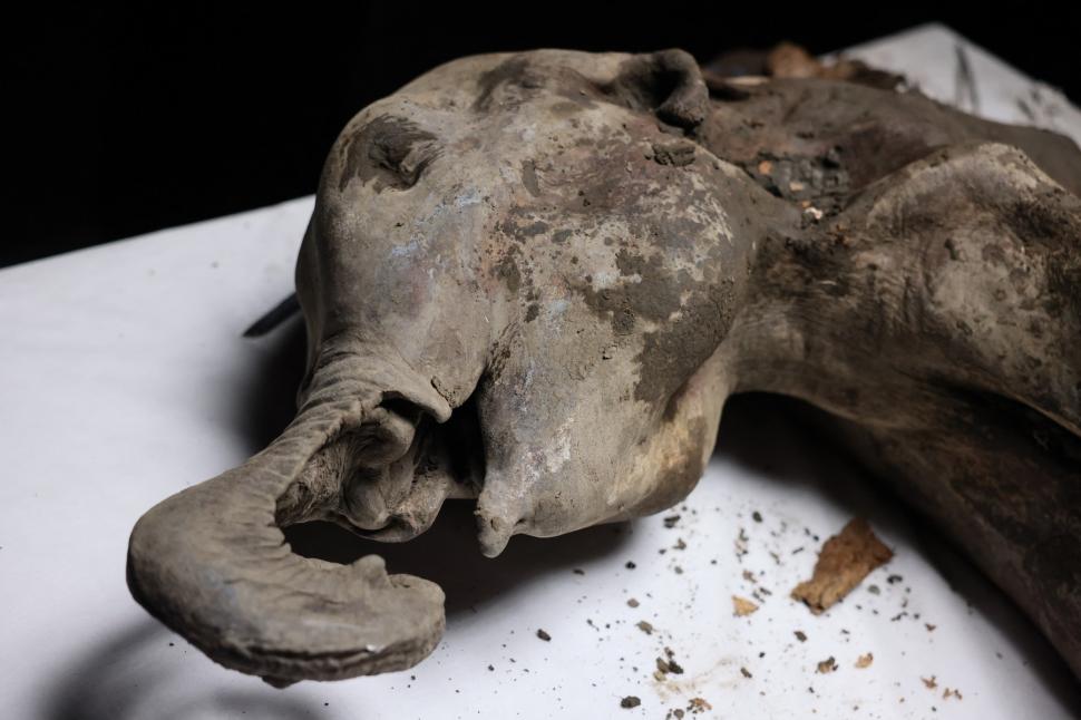 Necropsia celui mai bine conservat exemplar de mamut din lume. Ce au aflat cercetătorii despre Yana, care a trăit acum 130.000 de ani 962845