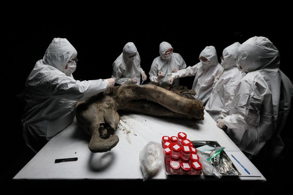 Necropsia celui mai bine conservat exemplar de mamut din lume. Ce au aflat cercetătorii despre Yana, care a trăit acum 130.000 de ani 962846