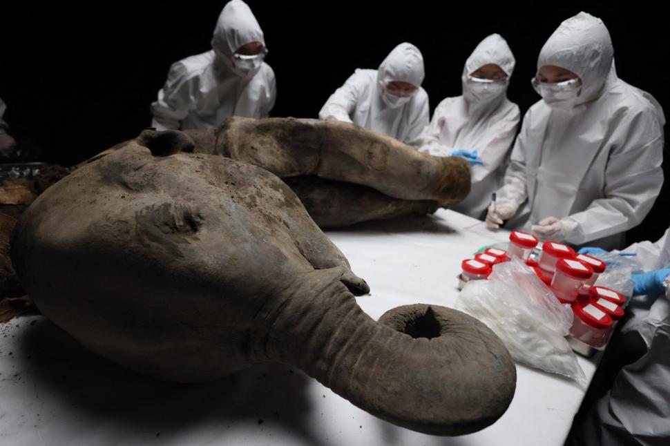 Necropsia celui mai bine conservat exemplar de mamut din lume. Ce au aflat cercetătorii despre Yana, care a trăit acum 130.000 de ani 962847