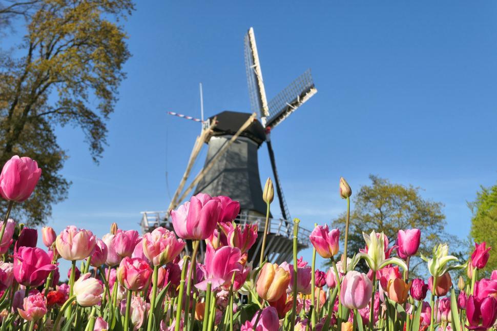 S-a deschis grădina cu 7 milioane de flori: Unde este și până când se vizitează. Imagini cu peisajul uluitor de care se bucură turiștii 962982