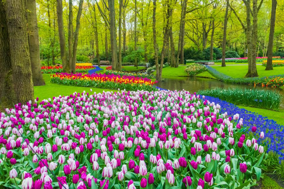 S-a deschis grădina cu 7 milioane de flori: Unde este și până când se vizitează. Imagini cu peisajul uluitor de care se bucură turiștii 962983