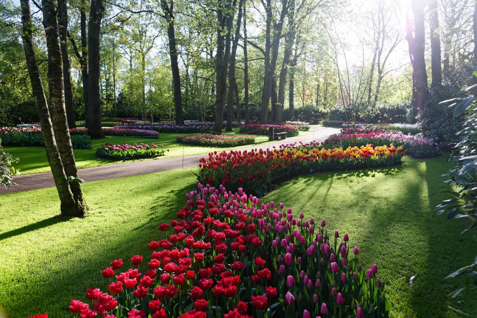 S-a deschis grădina cu 7 milioane de flori: Unde este și până când se vizitează. Imagini cu peisajul uluitor de care se bucură turiștii 962985