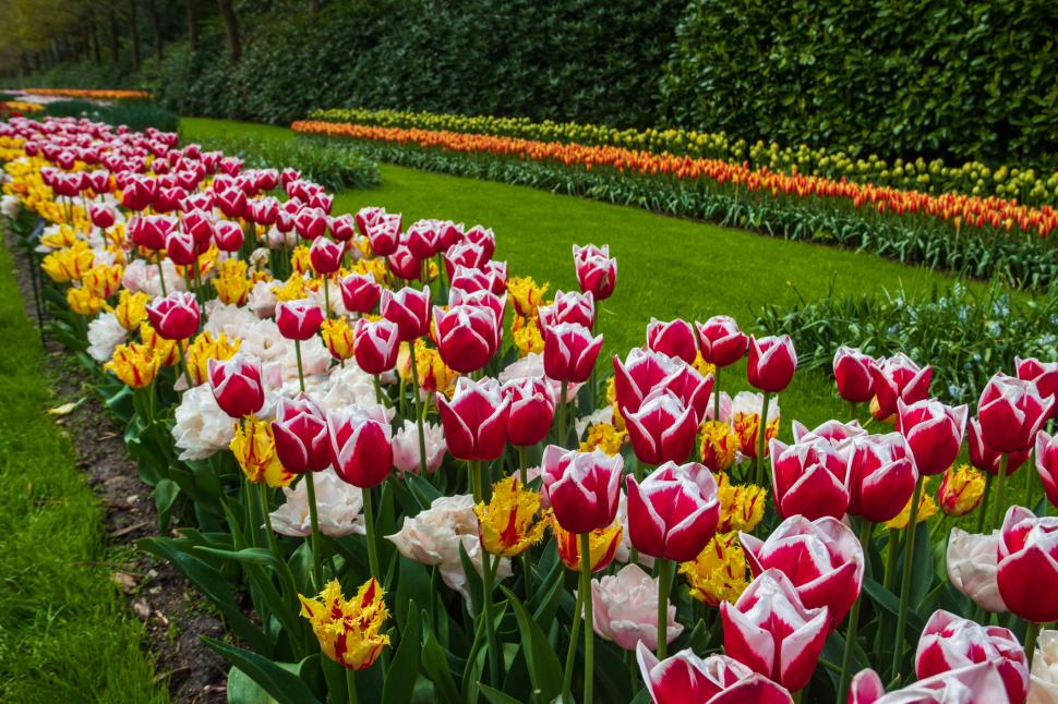 S-a deschis grădina cu 7 milioane de flori: Unde este și până când se vizitează. Imagini cu peisajul uluitor de care se bucură turiștii 962989