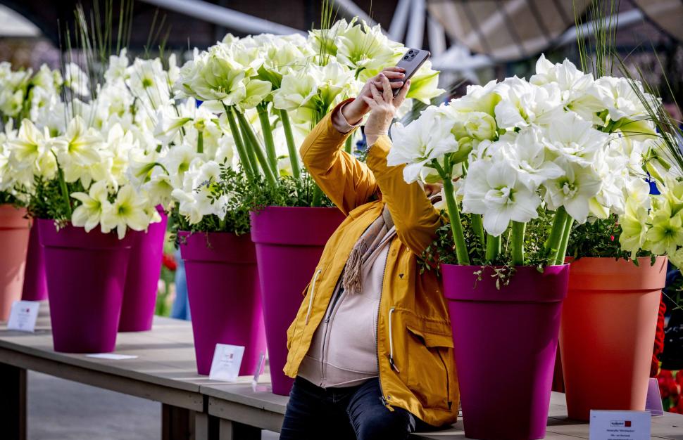S-a deschis grădina cu 7 milioane de flori: Unde este și până când se vizitează. Imagini cu peisajul uluitor de care se bucură turiștii 962993