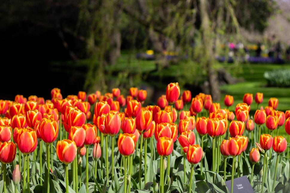 S-a deschis grădina cu 7 milioane de flori: Unde este și până când se vizitează. Imagini cu peisajul uluitor de care se bucură turiștii 962996