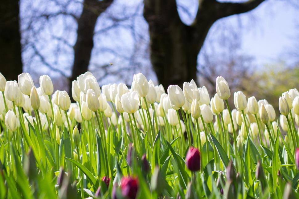 S-a deschis grădina cu 7 milioane de flori: Unde este și până când se vizitează. Imagini cu peisajul uluitor de care se bucură turiștii 962997