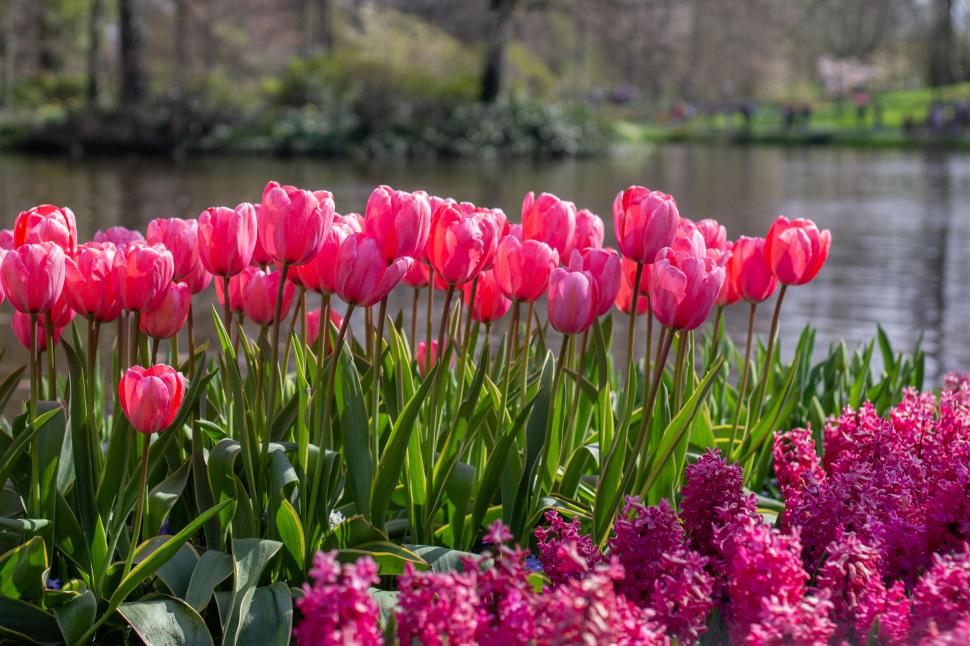 S-a deschis grădina cu 7 milioane de flori: Unde este și până când se vizitează. Imagini cu peisajul uluitor de care se bucură turiștii 962998