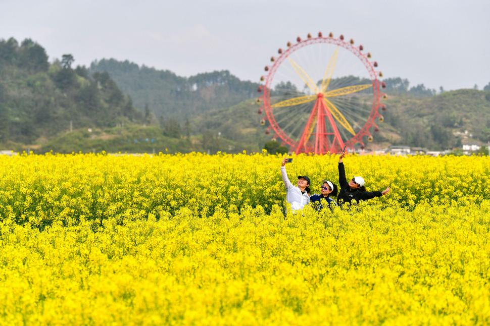 Au înflorit câmpurile de canola și livezile cu piersici. Imagini spectaculoase cu întinderile galbene și roz din Guiding County 963121