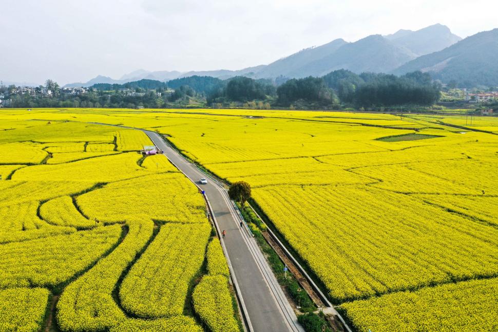 Au înflorit câmpurile de canola și livezile cu piersici. Imagini spectaculoase cu întinderile galbene și roz din Guiding County 963122