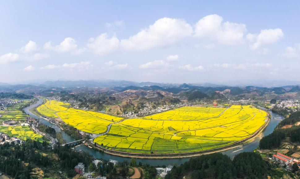 Au înflorit câmpurile de canola și livezile cu piersici. Imagini spectaculoase cu întinderile galbene și roz din Guiding County 963125