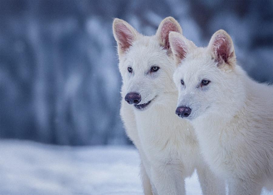 O companie biotech anunță că a înviat în laborator lupii dispăruți acum 10.000 de ani. Urmează mamuţii lânoşi 963265