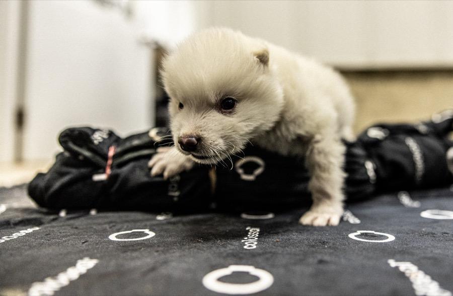 O companie biotech anunță că a înviat în laborator lupii dispăruți acum 10.000 de ani. Urmează mamuţii lânoşi 963268