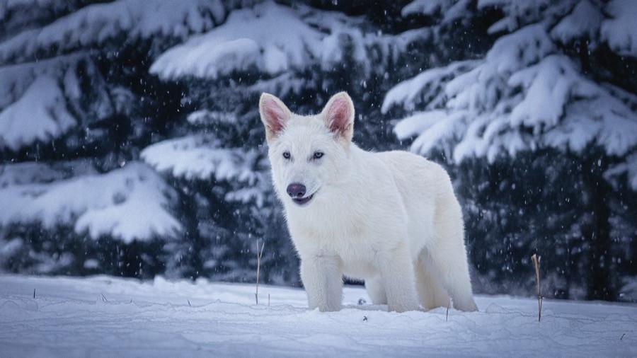O companie biotech anunță că a înviat în laborator lupii dispăruți acum 10.000 de ani. Urmează mamuţii lânoşi 963270